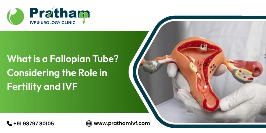 What is a Fallopian Tube? Considering the Role in Fertility and IVF