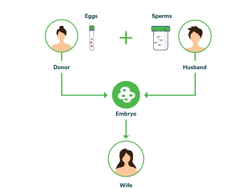 Embryo-Donation